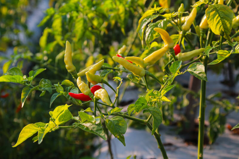 Pieds de piments en pleine terre avec fruits jaunes et rouges avant repiquage ou récolte