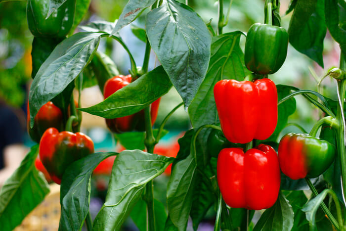 Plants de poivrons rouges en pleine croissance avant le repiquage au potager