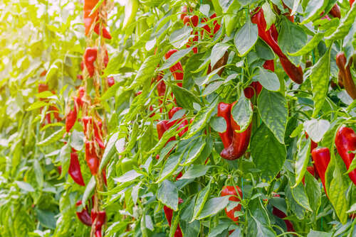 Piments rouges allongés poussant en grande quantité sur des plants verts en extérieur, prêts pour le repiquage ou la récolte
