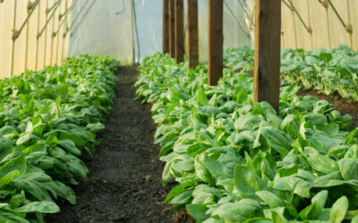 Comment bien cultiver l’épinard d’été
