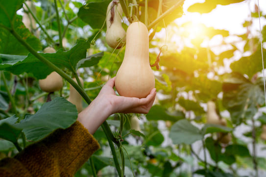 une main tient une courge butternut encore attachée à la plante, sous une lumière de fin de journée. Le fruit semble bien formé, beige uniforme, signe qu’il est probablement prêt à être récolté.