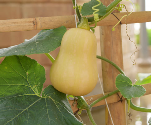 Cette courge est encore en croissance sur la plante. Elle a une couleur légèrement plus pâle, suggérant qu'elle approche de sa maturité mais pourrait encore bénéficier de quelques jours au soleil pour bien se développer.