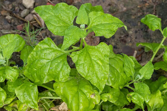 Feuilles épaisses et brillantes de tétragone (Tetragonia tetragonioides), alternative estivale à l’épinard classique.