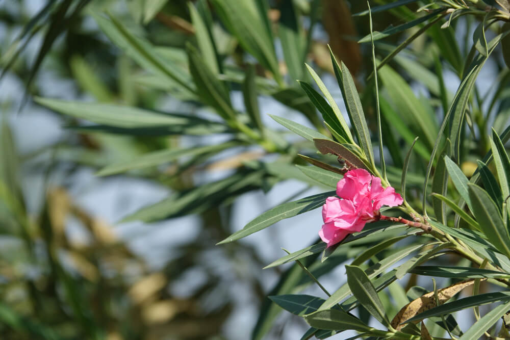 Comment bien tailler un laurier-rose ?