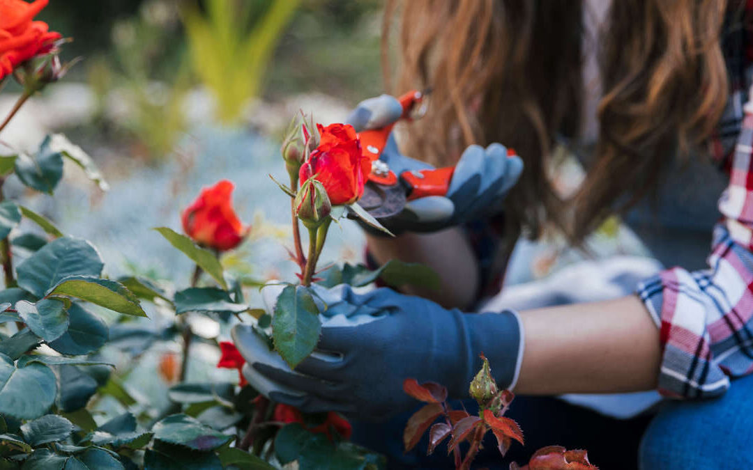 femme qui bouture un rosier avec un secateur