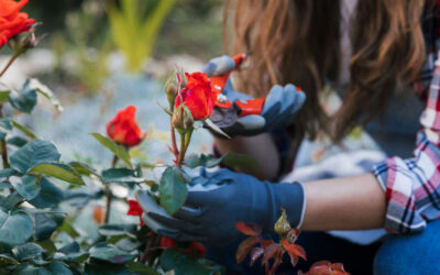 Comment bouturer le rosier ?