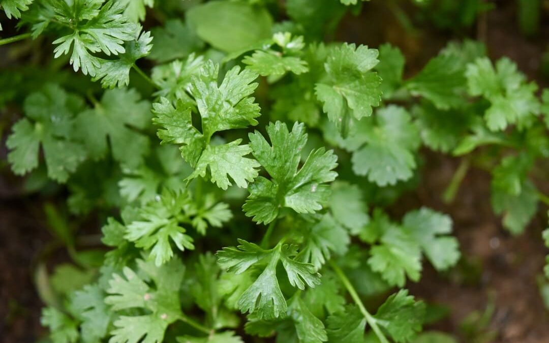 Quelles plantes aromatiques semer ou repiquer en septembre ?