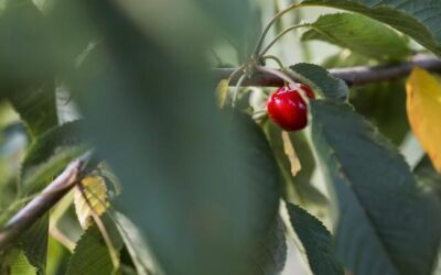 Comment tailler un cerisier ?