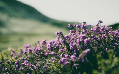 Planter des bruyères d’hiver, nos conseils