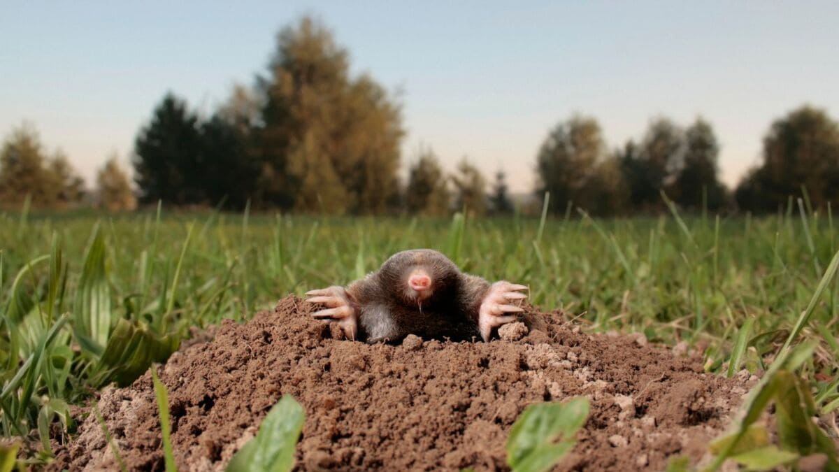 8 Astuces pour se débarrasser des taupes naturellement — free download
